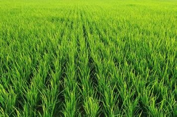 Pedro Osório é o 7º município mais produtivo do Estado no cultivo de arroz