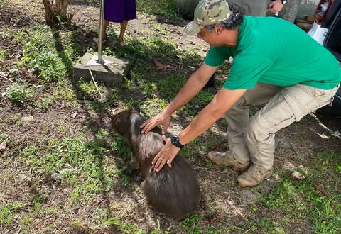 RESGATE DE CAPIVARA FERIDA NO CENTRO DE PEDRO OSÓRIO